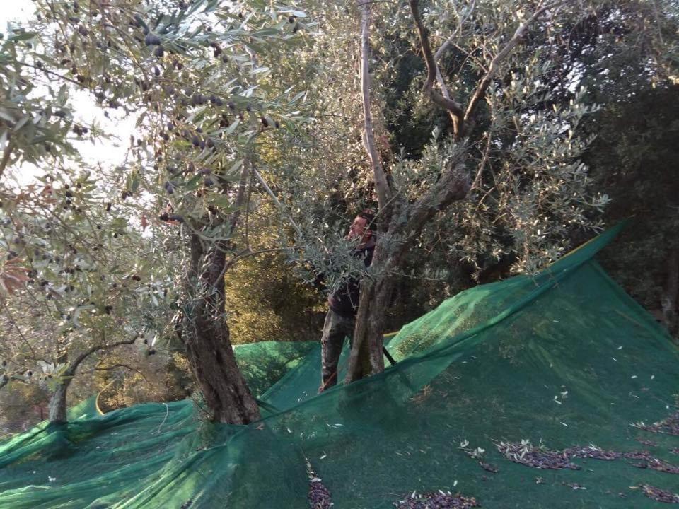 Toumba Eco Farm Guesthouses Plomari Bagian luar foto